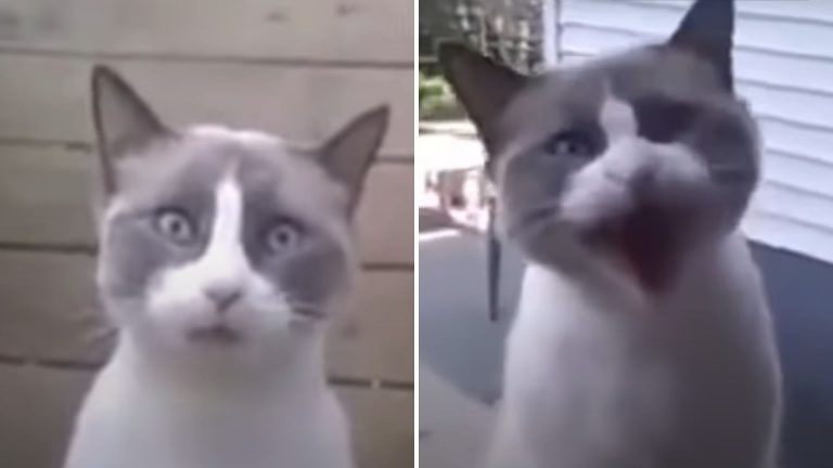 funny cat caught on camera asking its owner to open the door