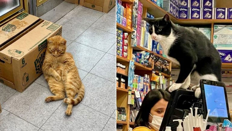 funny photos of cats in shops