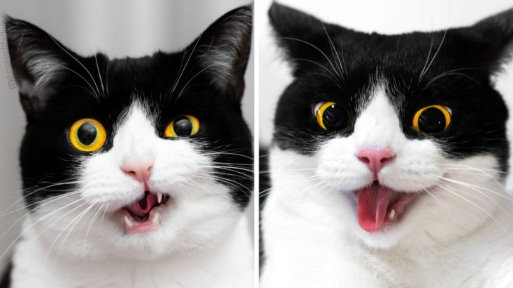 Izzy The Cat With Funniest Facial Expressions Goes Viral On Instagram