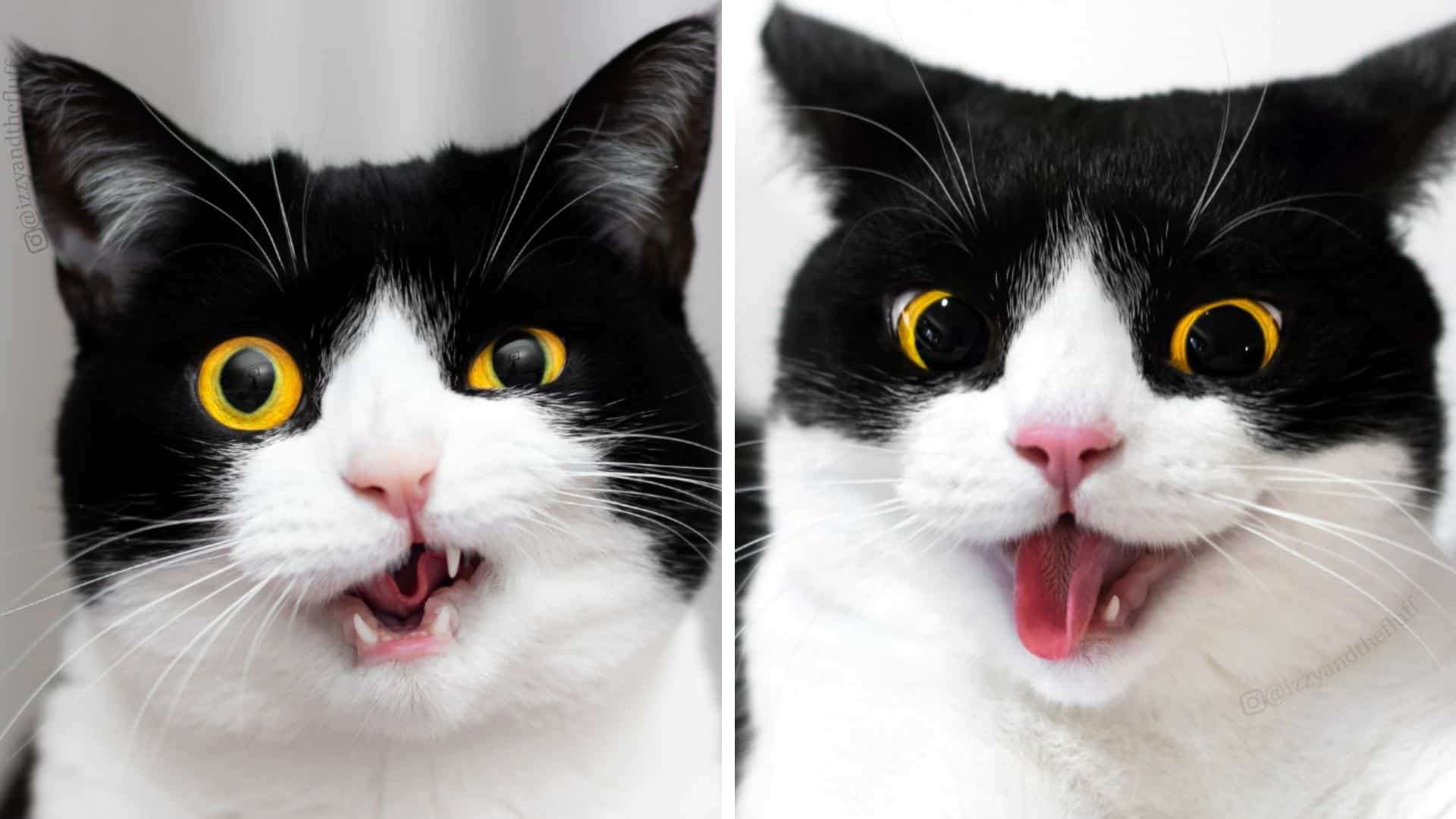 This Is Izzy, The Cat With The Funniest Facial Expressions That Went ...