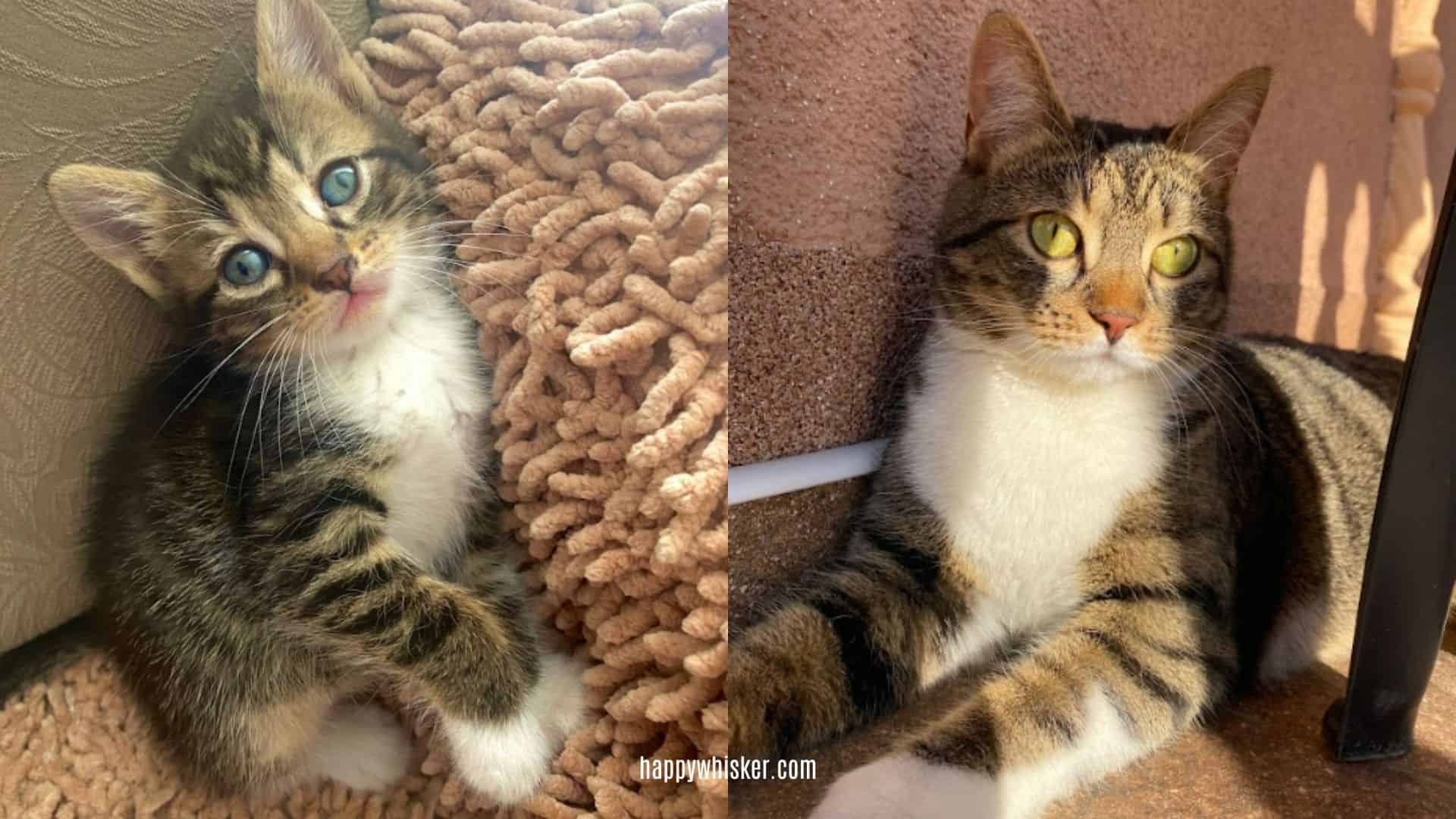 side by side comparison of a kitten and a fully grown cat