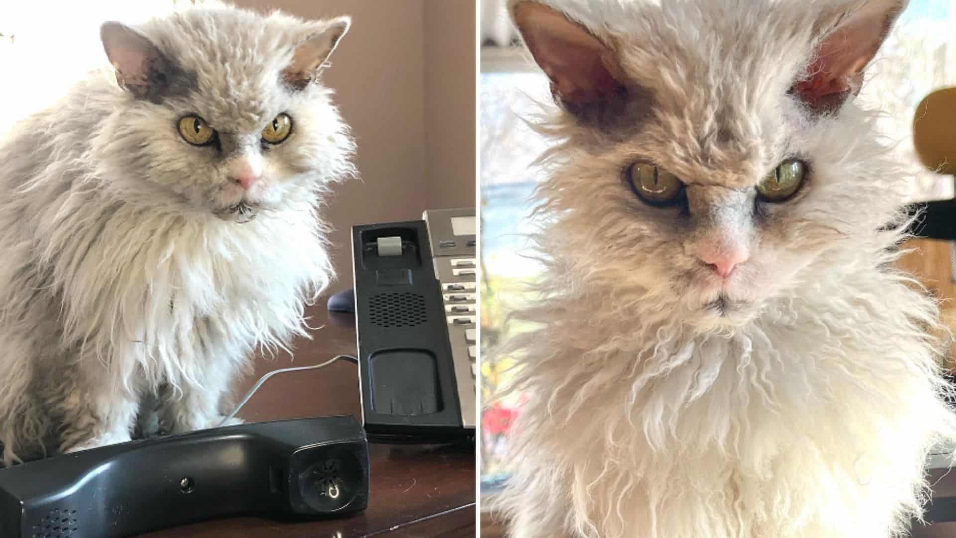 pissed cat in office