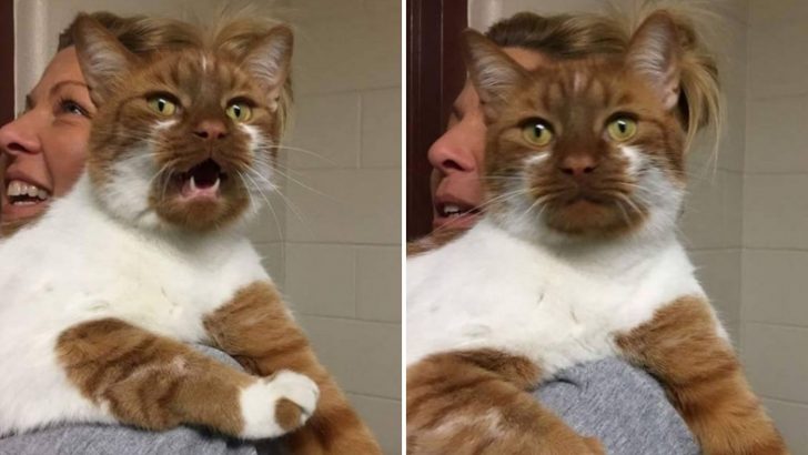 Once A Rescue, This Ginger Cat Is Now A Hero Who Helps Other Cats Find Their Forever Homes