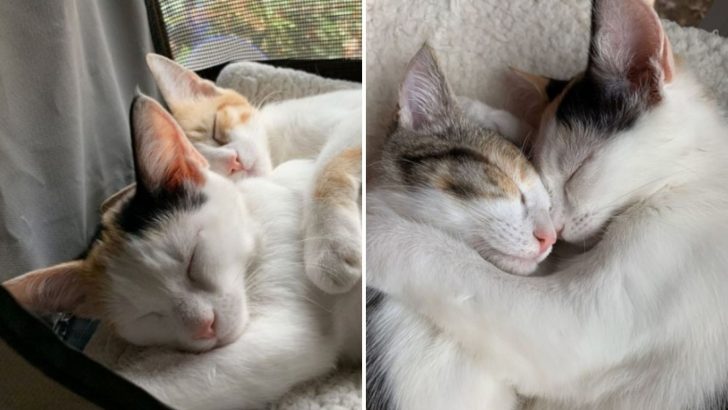 Two Calico Kittens Rescued From Parking Lot Never Leave Each Other’s Side