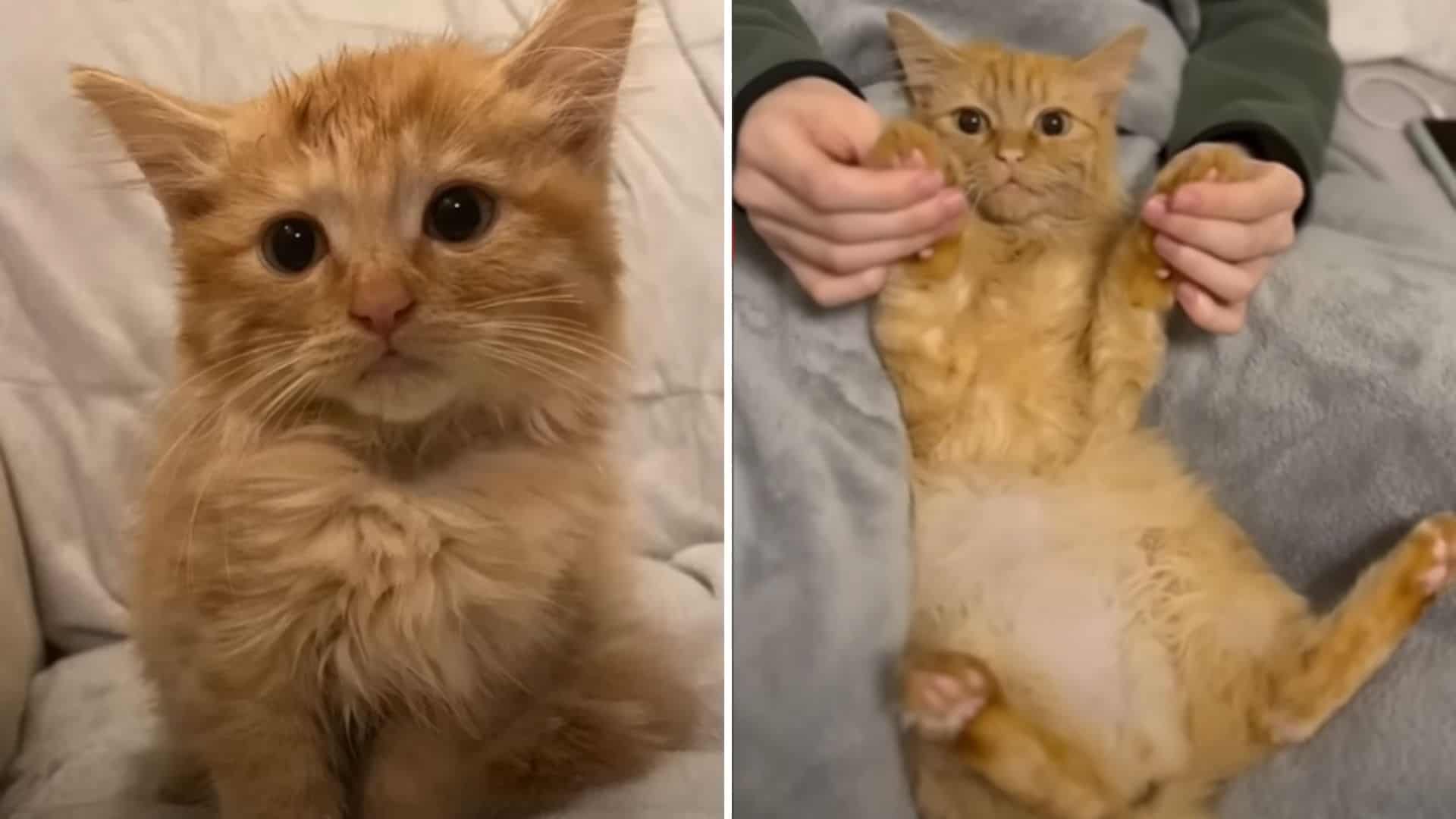 woman adopts cat with unusual size