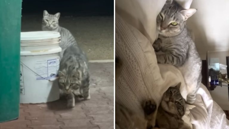 woman spends six months getting stray cats to trust her