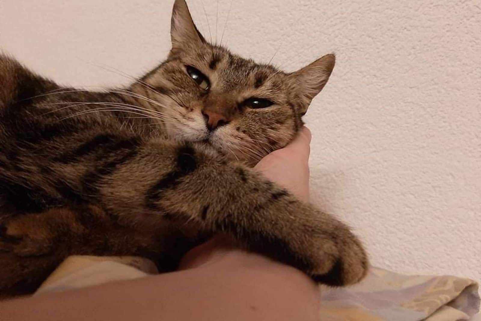 Your Cat Rubs Its Head On You