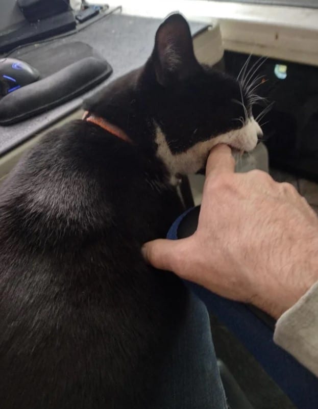 a cat bites a man's finger