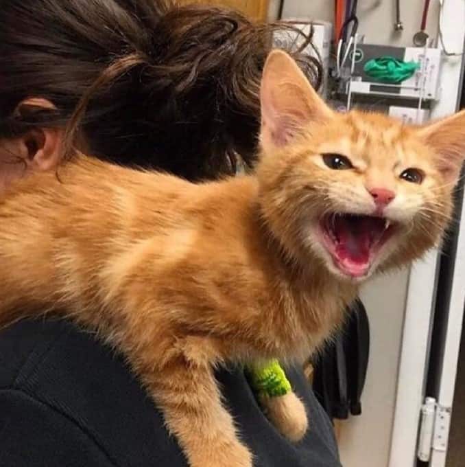 a cute yellow kitten on a woman's shoulder