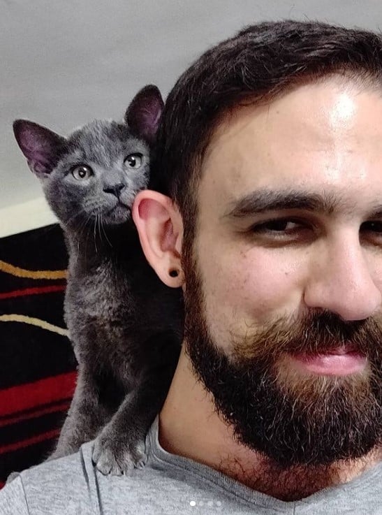 a gray cat on a man's shoulder