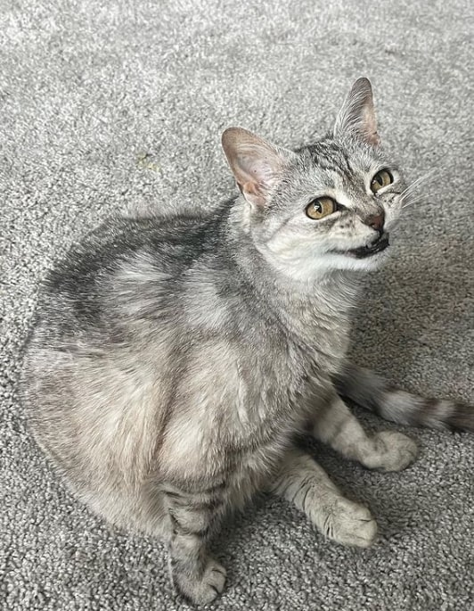 a gray cat sits on the carpet and looks at the camera