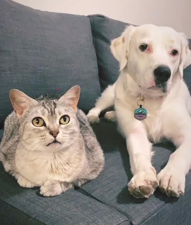 a labrador sits next to a cat