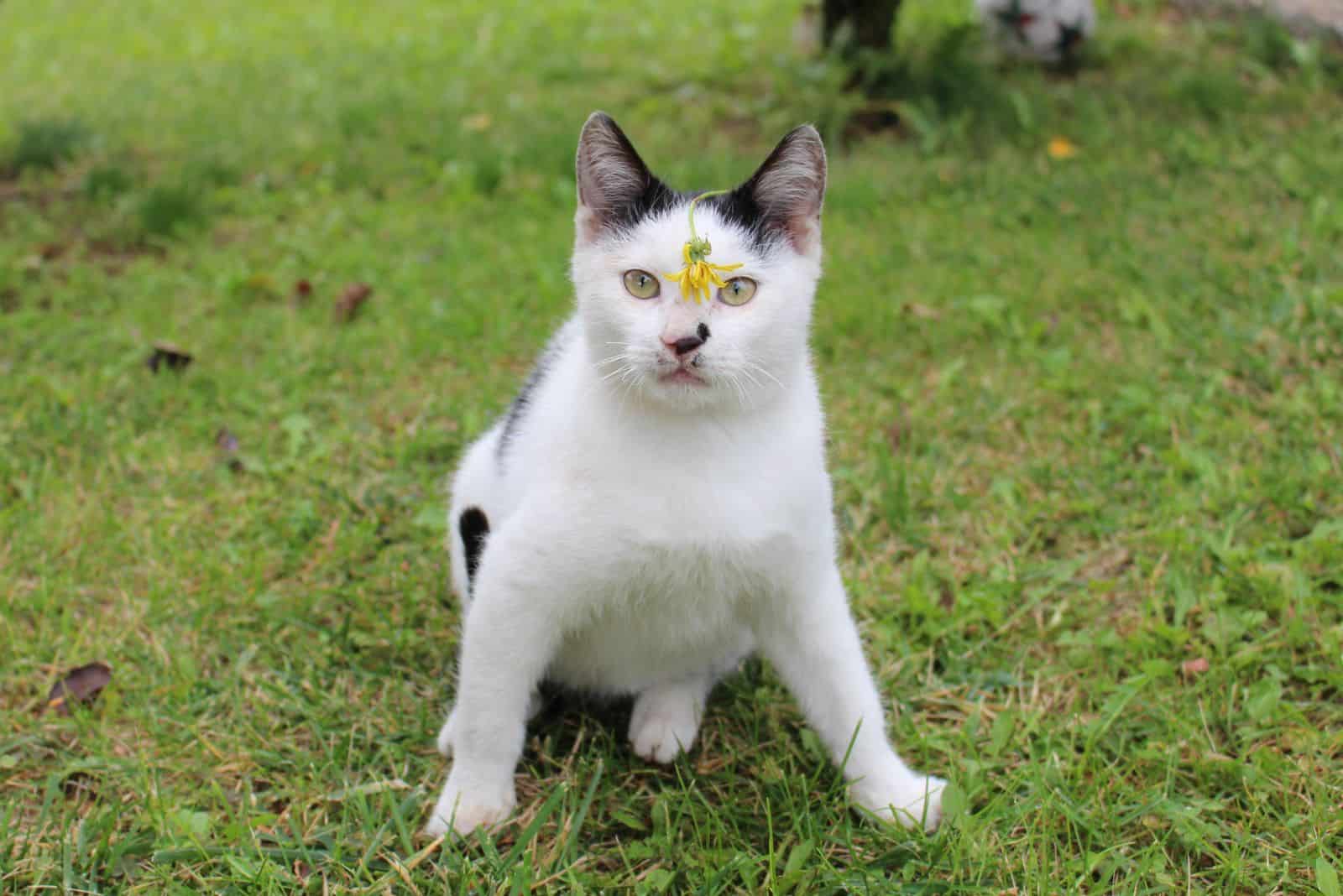 a white cat with a flower on its head