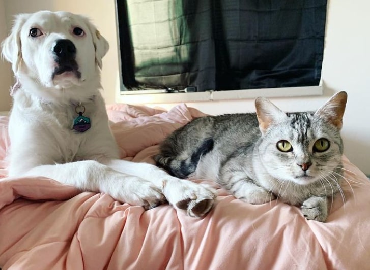 a white labrador sits on the bed next to the cat