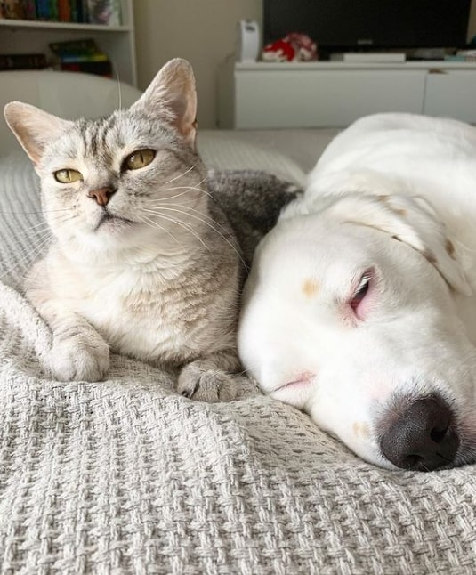 a white labrador sleeps next to a cat