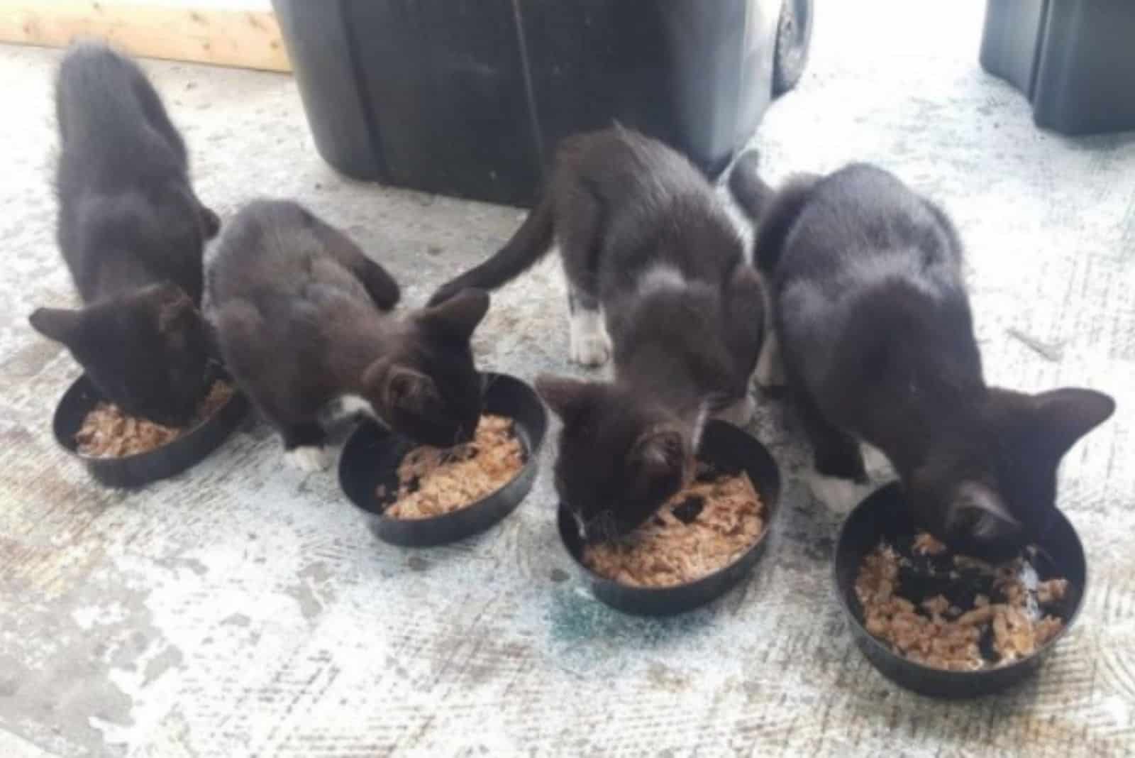 a wild cat with her kittens eats food from bowls