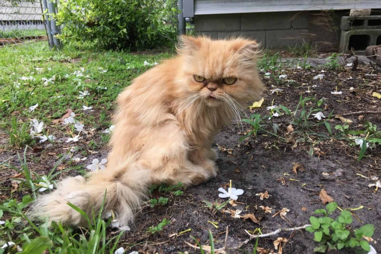 a yellow cat sits in the garden and looks around