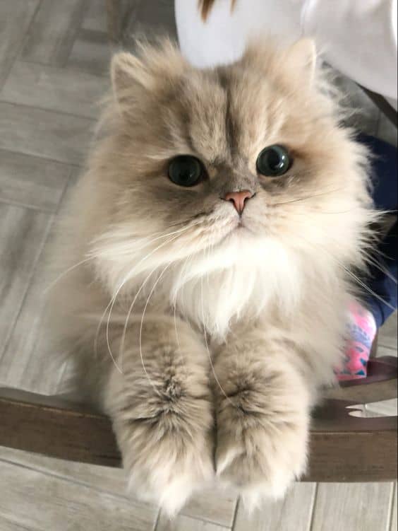 adorable Persian Cat