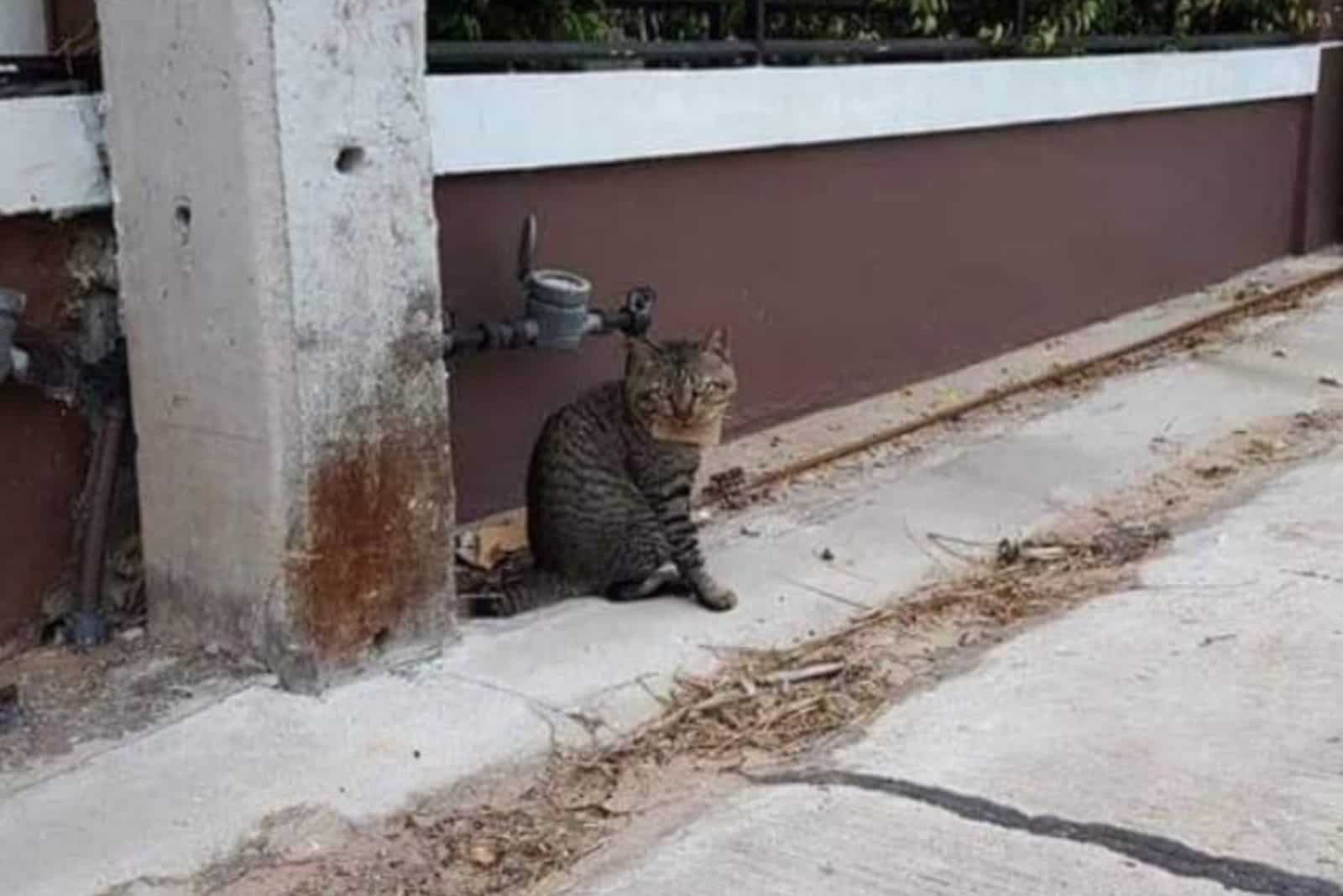 adventurous cat photographed on the street