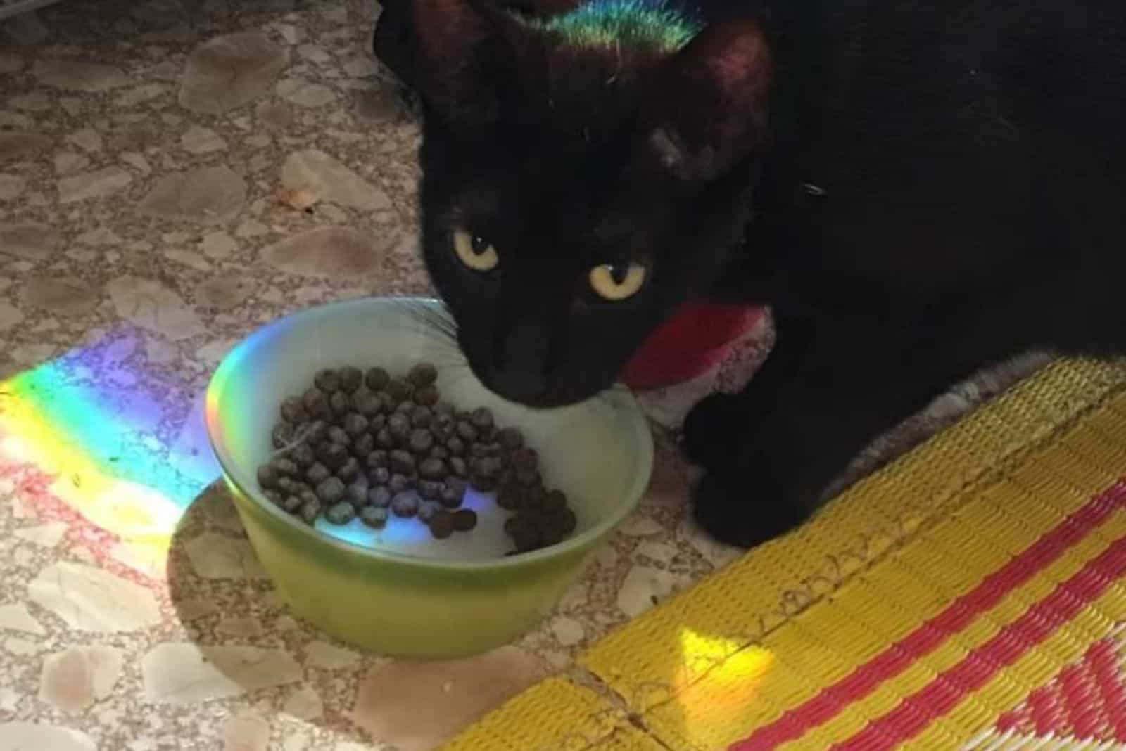 black cat eats