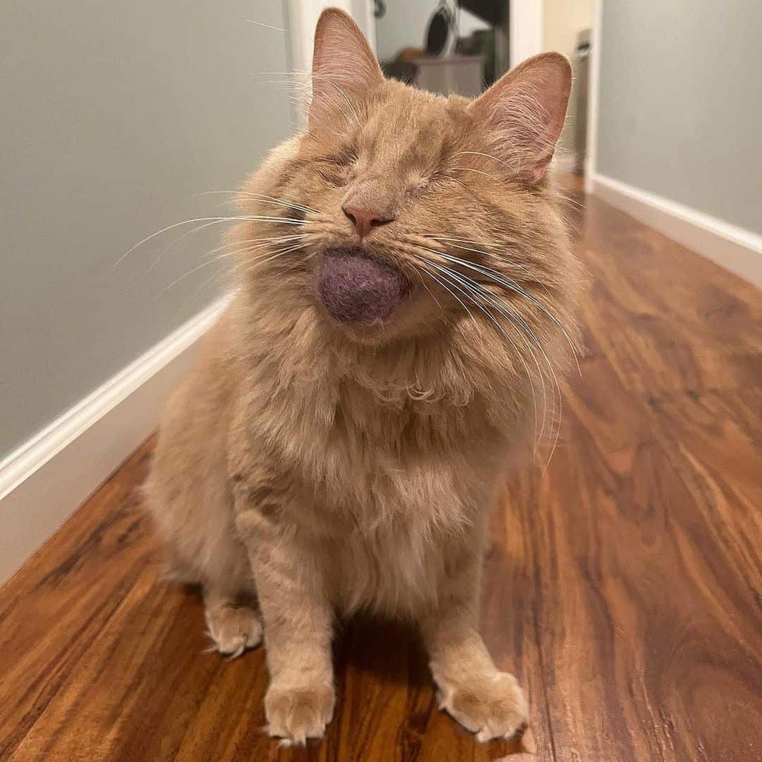 blind cat George holding a wool ball in mouth