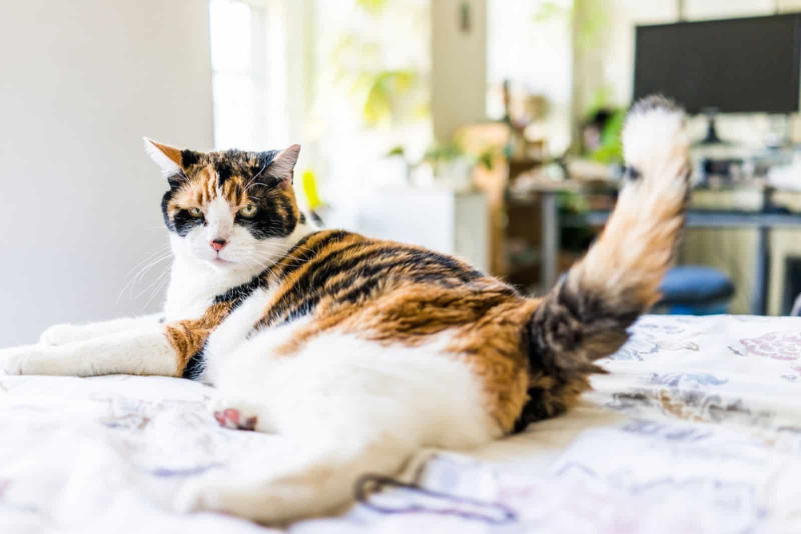 calico cat lying on edge of bed wagging tail