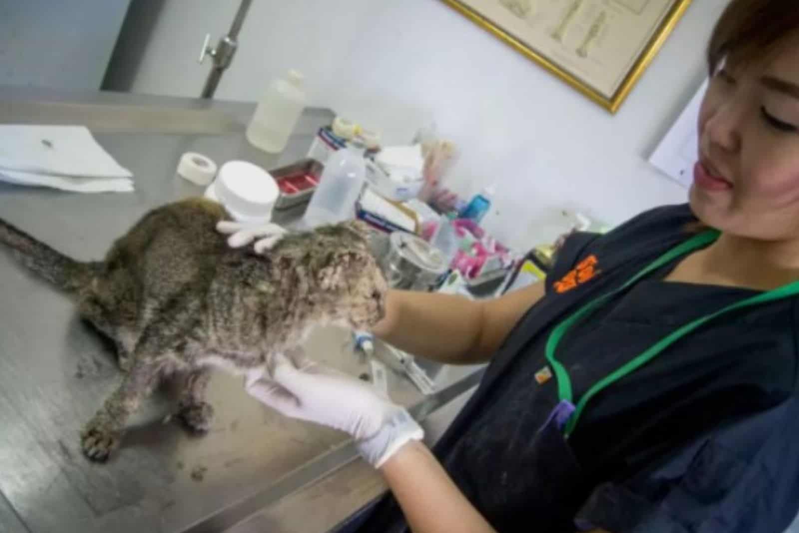 cat at veterinarian on the table