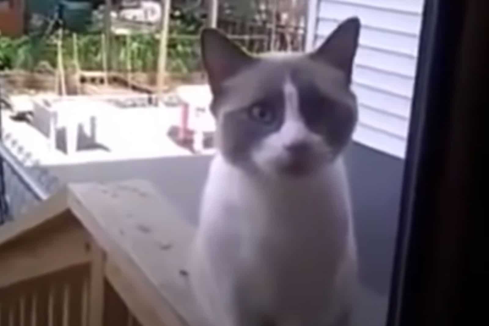 cat meows in front of the door asking to be let inside