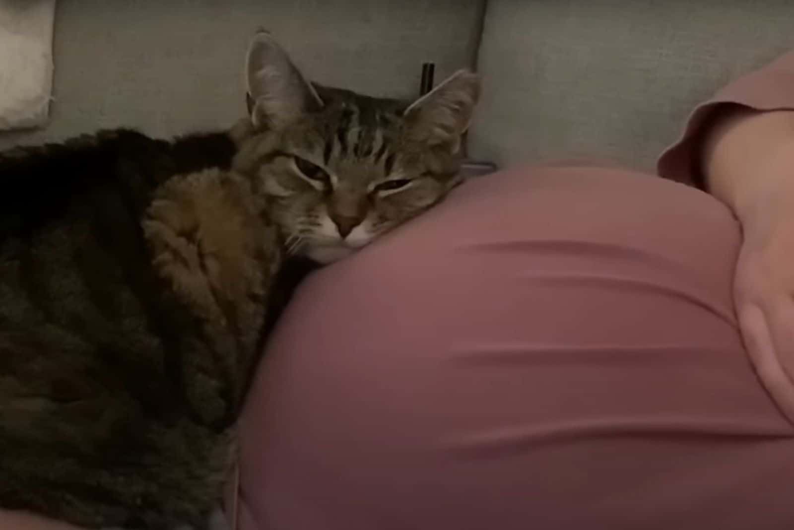 cat on pregnant woman belly