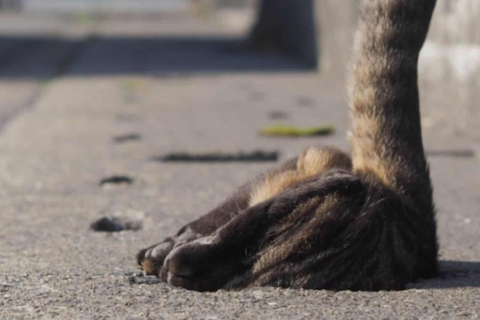 cat trying to enter the hole on the pavement