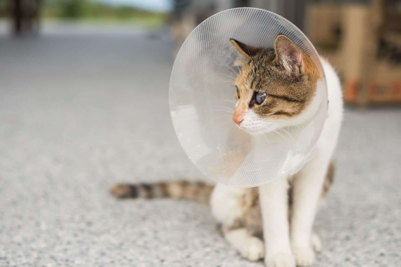 cat wearing a cone after neutering