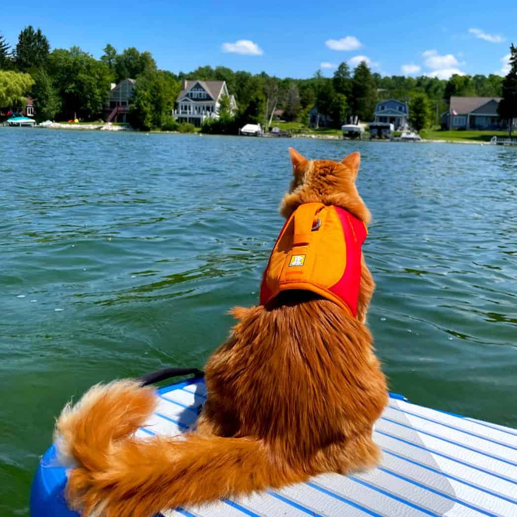 cat with rescue belt on the lake