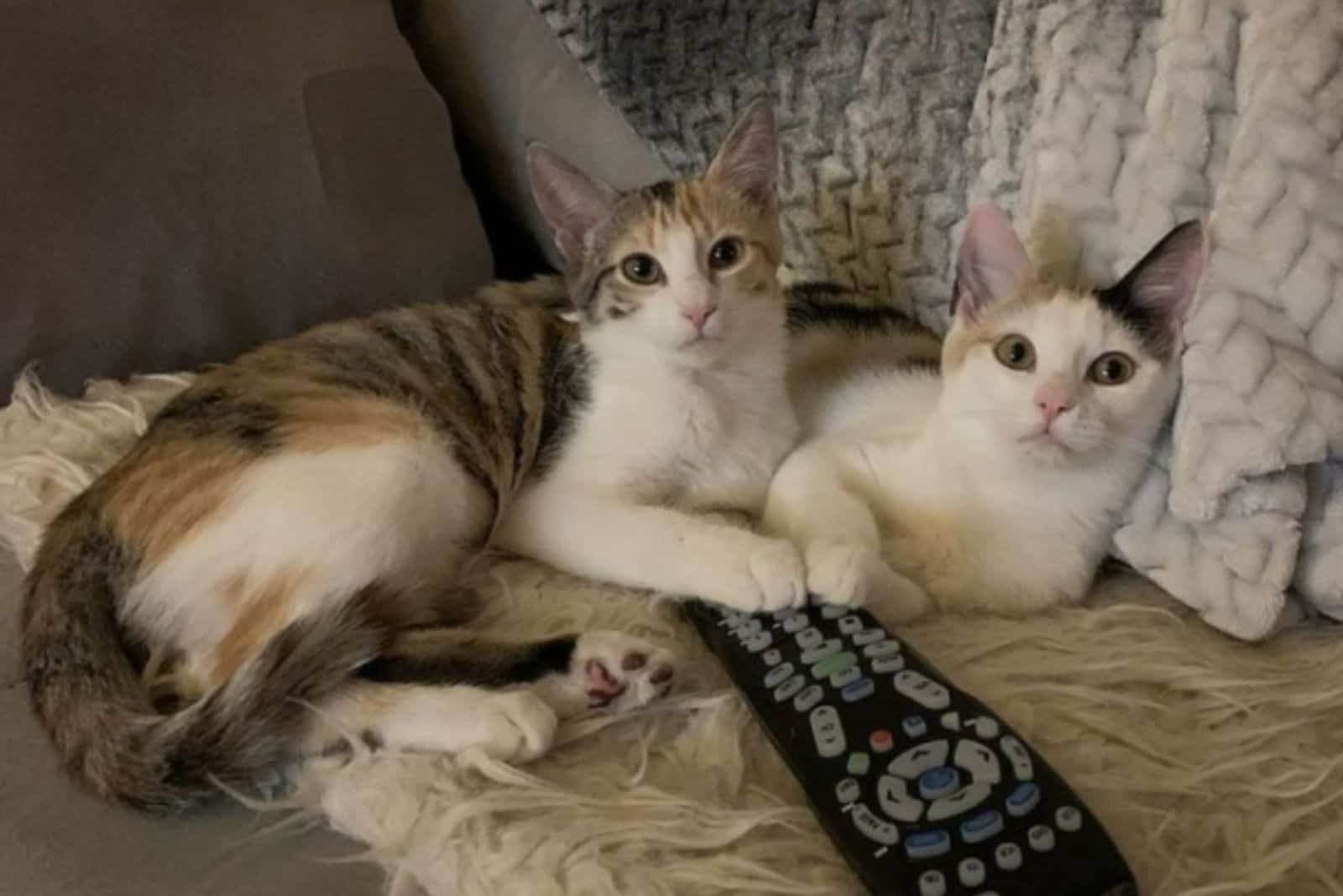 cats on the couch
