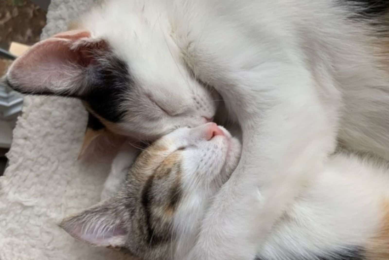 cats sleeping in hug