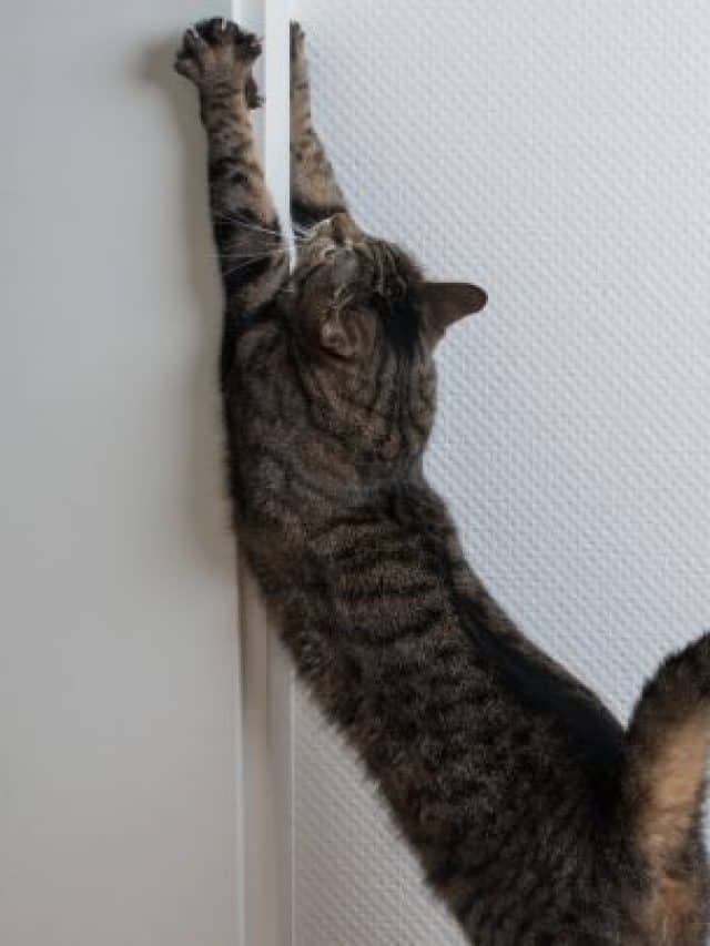 Why-Does-My-Cat-Scratch-The-Wall-10-Reasons-And-Tips-To-Fix-It-720x405