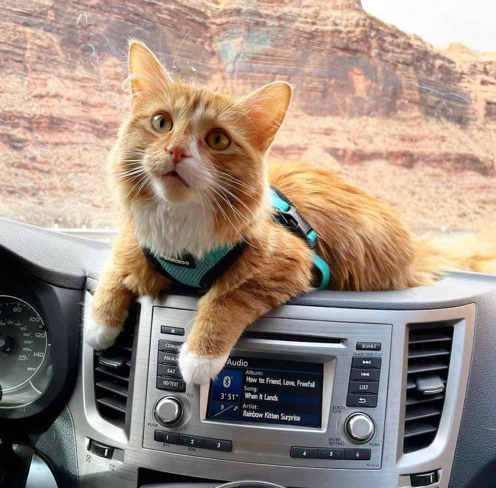 cute cat in the car