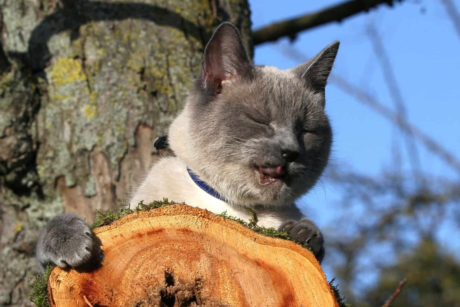 cute gray cat sitting on a tree