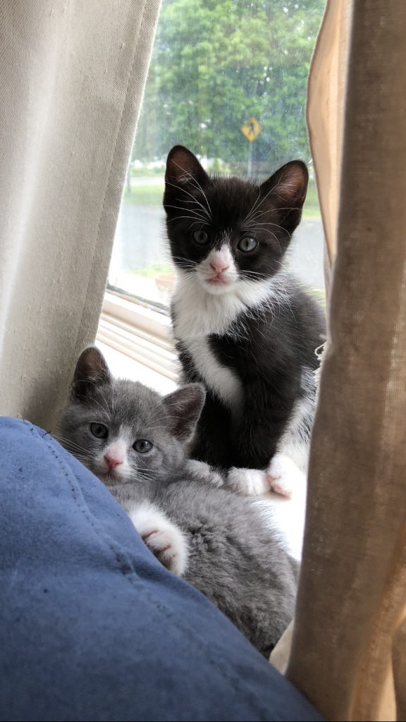 cute kittens by the window