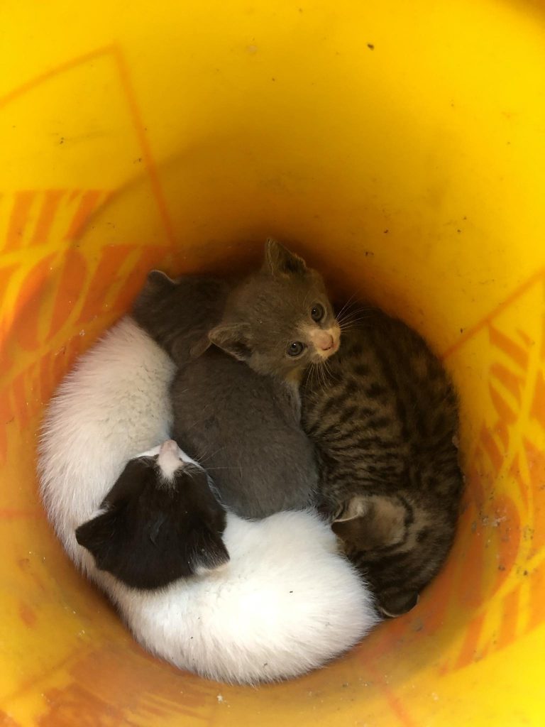 cute kittens just born