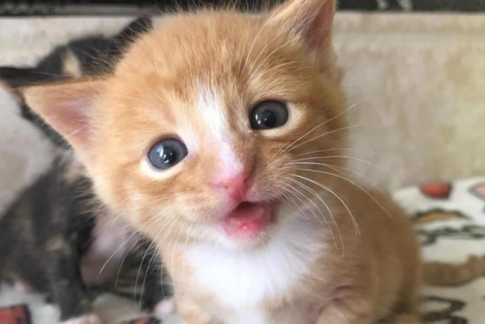 cute yellow kitten in front of the camera