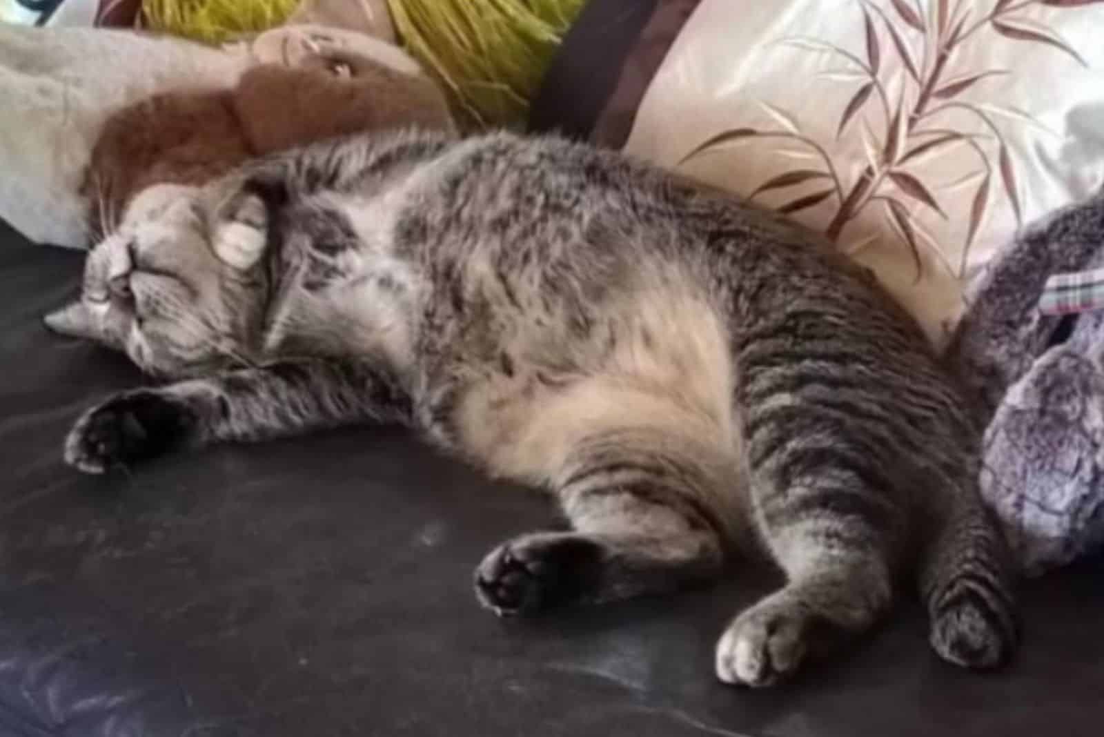 fat cat laying