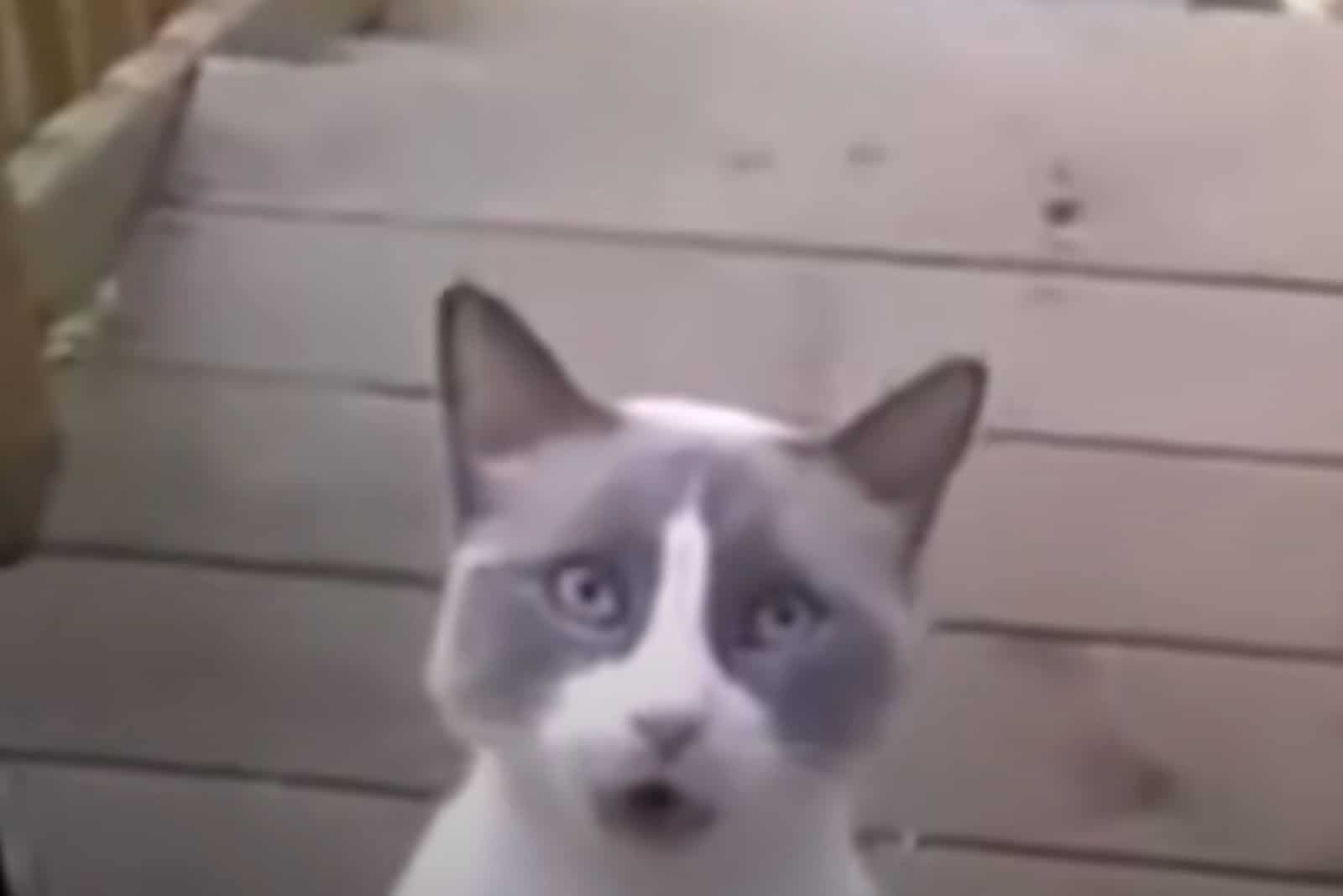 funnny cat uses growling voice in front of the door