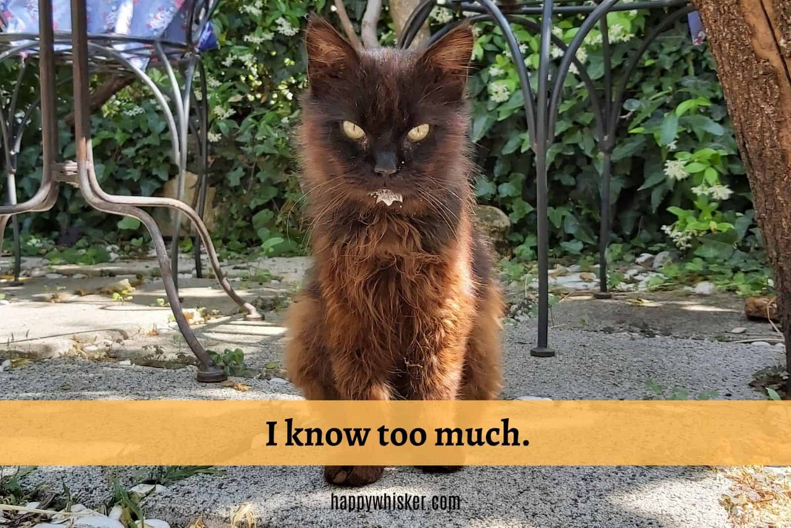 funny brown cat