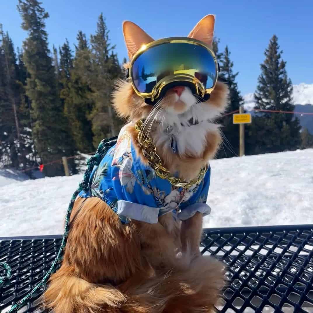 funny cat on skiing