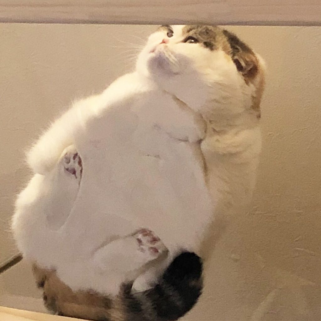 funny photo of a fat cat on glass
