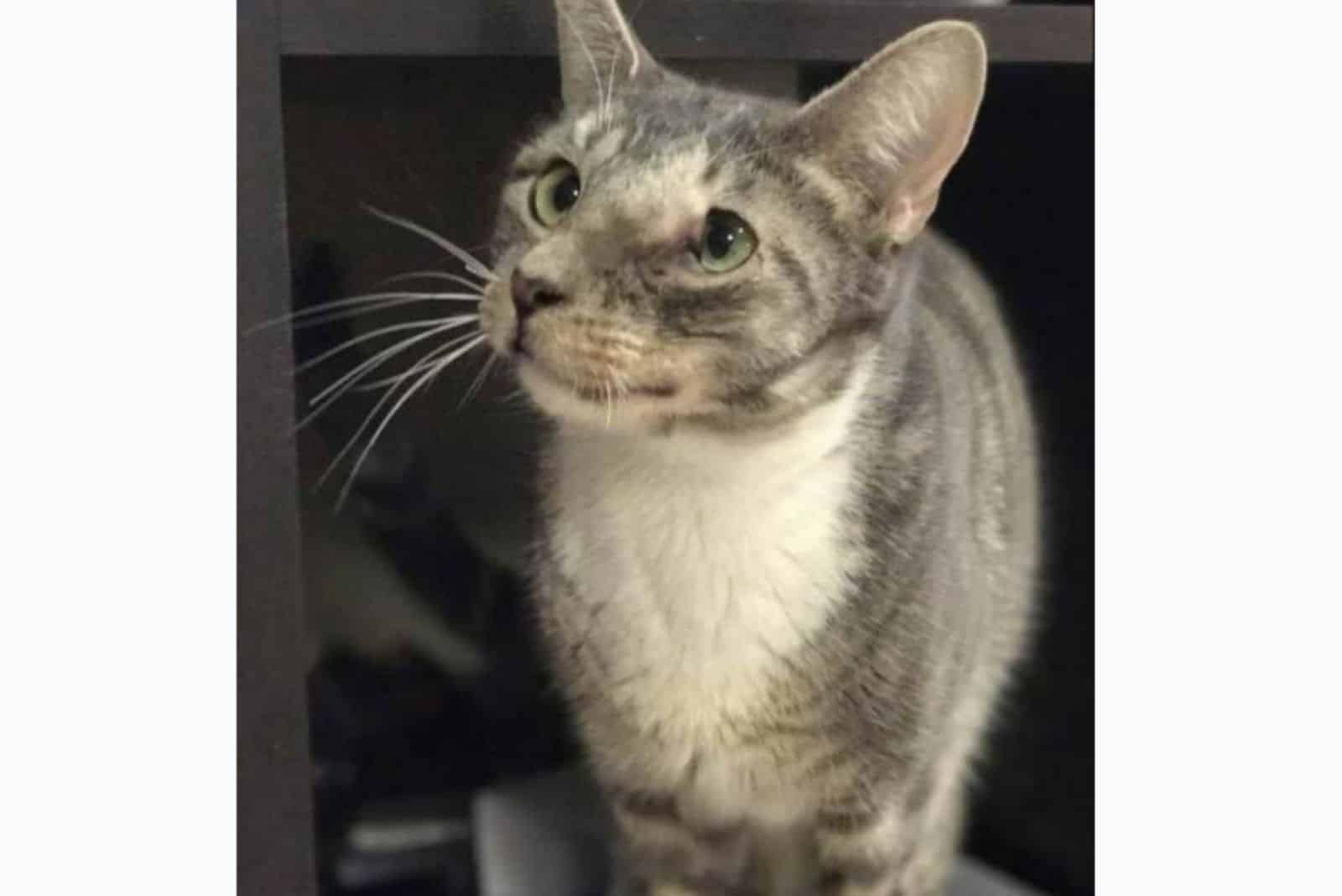 grey cat with head tumor