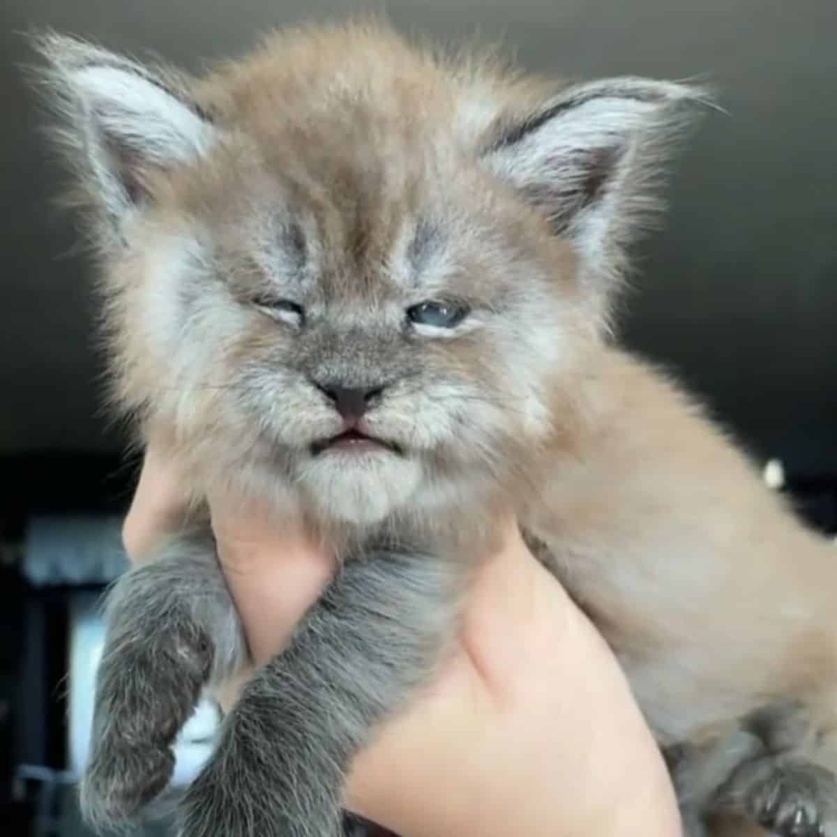 grumpy cat