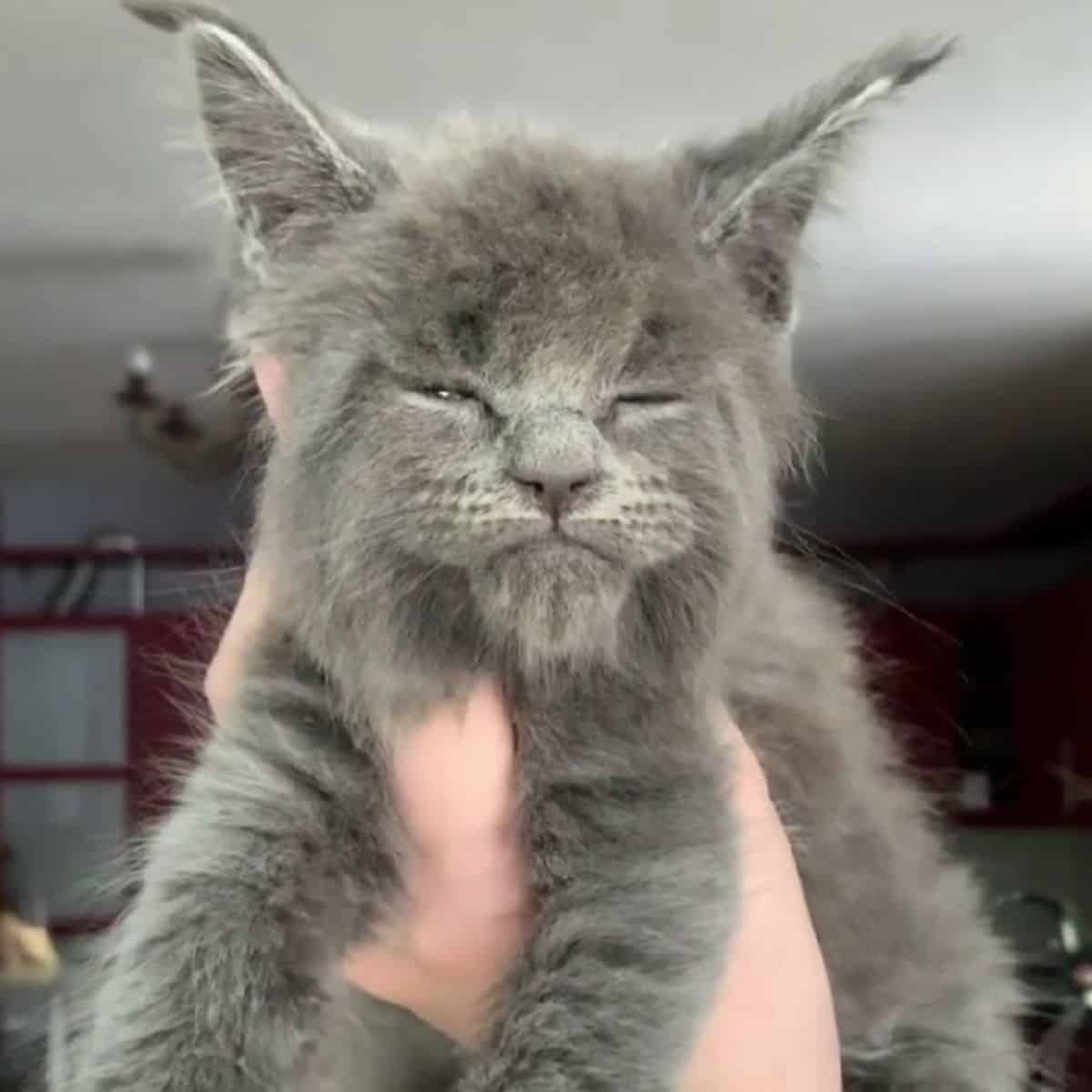 grumpy grey kitten
