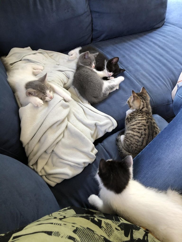 kittens are sleeping on the couch