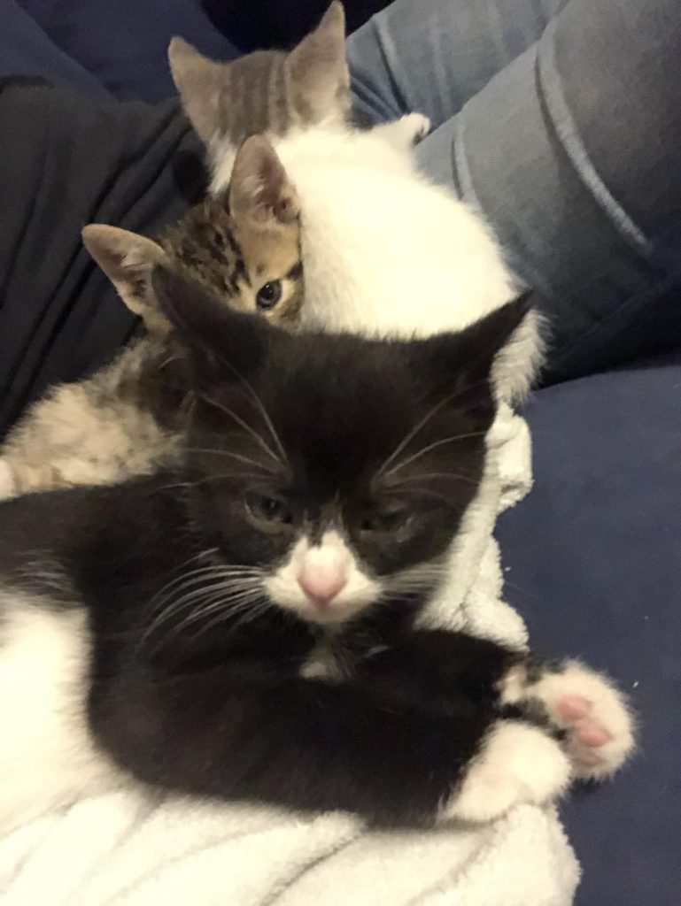 kittens lying on the laps of a man and a woman